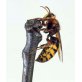 Sting Hornet