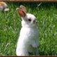 Кролик Пушистый